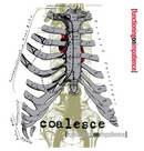 COALESCE - 'Functioning On Impatience' CD