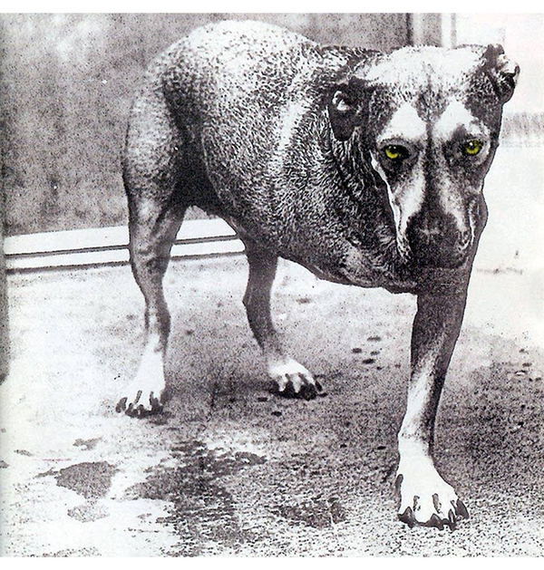 ALICE IN CHAINS - 'Alice in Chains' CD