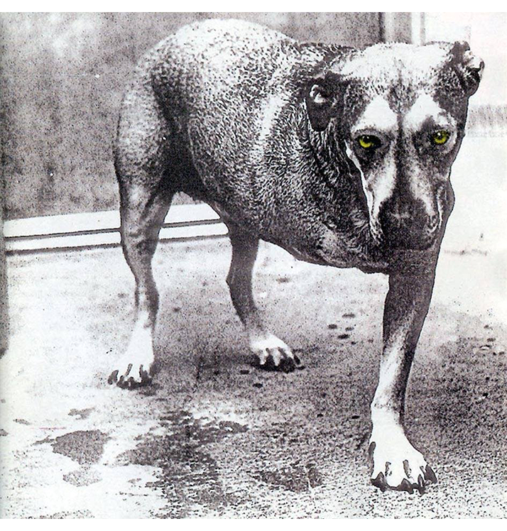 ALICE IN CHAINS - 'Alice in Chains' CD
