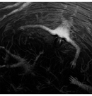 ALTARAGE - 'The Approaching Roar' CD