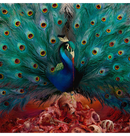 OPETH - 'Sorceress' CD
