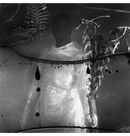 VILE CREATURE - 'Preservation Rituals' Digi2CD